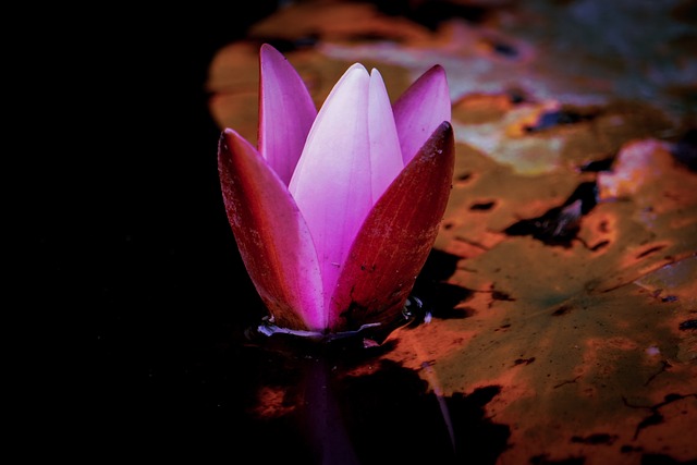 structura floare