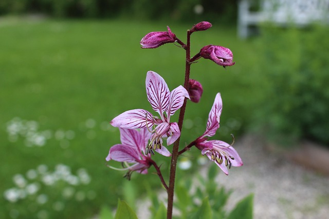 ulei esențial ciumărea