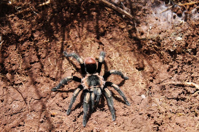 păianjenii Mygalomorphae